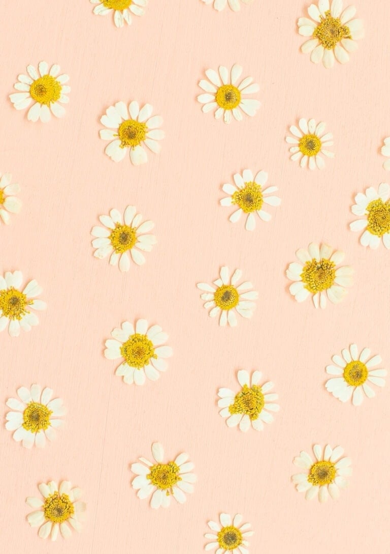pressed flowers on a pink background
