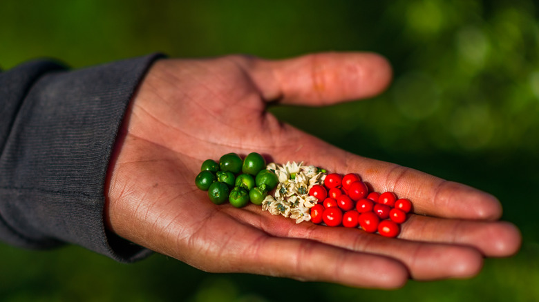 crop grains in hand