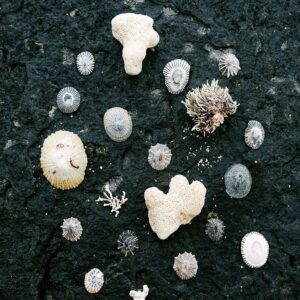 Tiny Shells Print