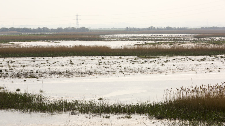 Steart marshes providing flood defense