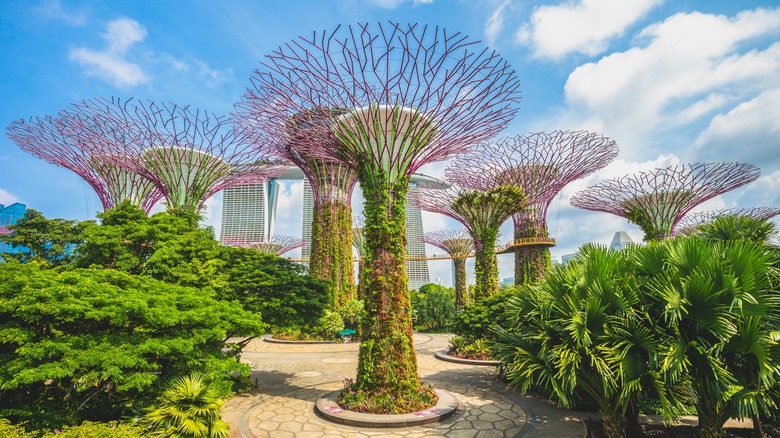 Supertrees in Singapore's Gardens by the Bay