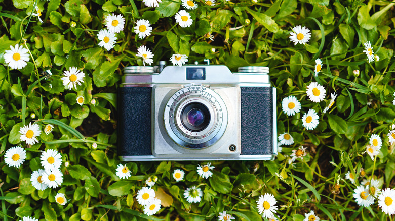 camera on flowers