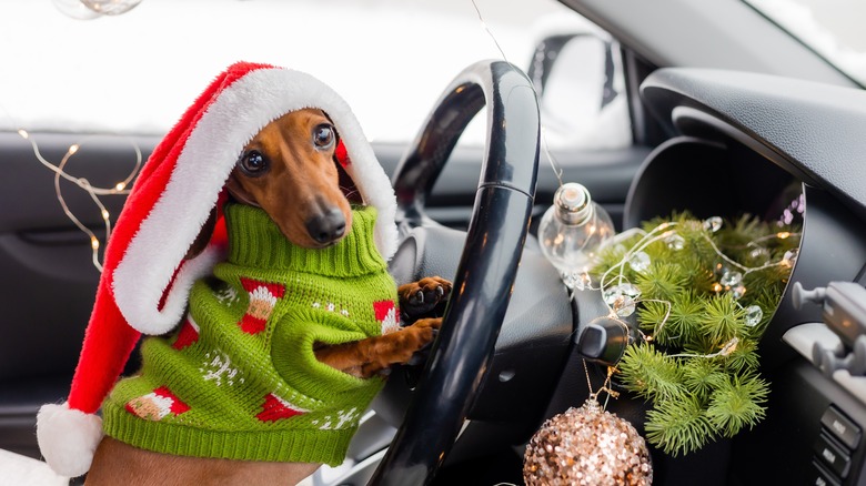 A dog in a Santa hat and Christmas sweater in front of a steering wheel