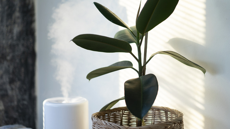 Plant with sunlight and humidifier