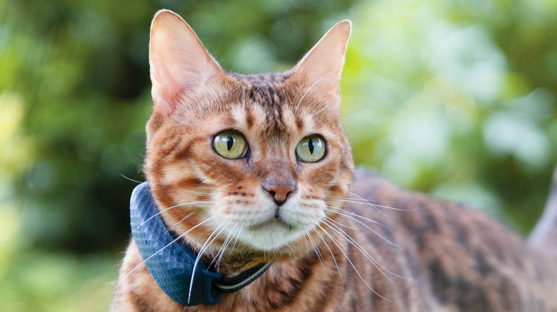 Cat wearing a Tractive tag